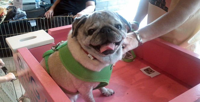 Pug Rescue at Anthropologie Town Center